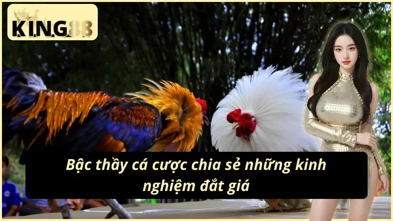 Cách xem và cược đá gà Philippines tại King88